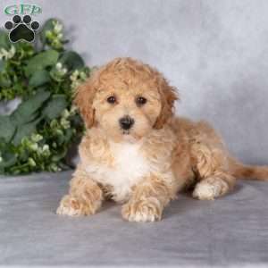 Bubbles, Bich-Poo Puppy